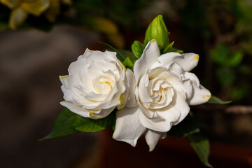 Close-up blooming flowers and bud of Gardenia jasminoides or gardenia or cape jasmine with shiny green leaves and heavily fragrant white summer flowers. Evergreen flowering plant of coffee family.