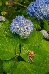 梅雨時に咲く紫陽花とカタツムリ。