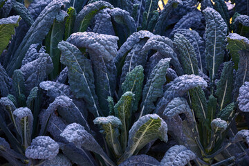 Decorative composition of fresh decorative brassica oleracea, variety Black Magic, autumn bouquet....