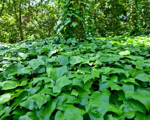 木漏れ日浴びて輝く一面のツタの若葉