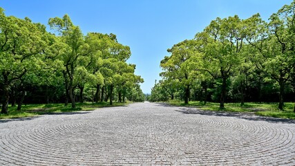 クスノキ並木の若葉に囲まれた石畳の遊歩道＠大阪