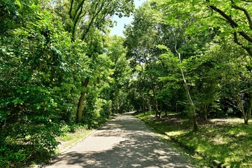 新緑に包まれた公園の遊歩道
