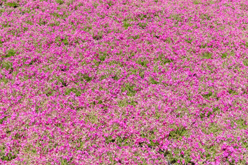 Obraz premium 満開の芝桜の花