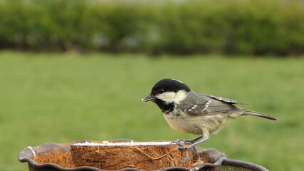 Coal Tit feeding from a Coconut suet shell at bird table