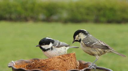 Coal Tit feeding from a Coconut suet shell at bird table