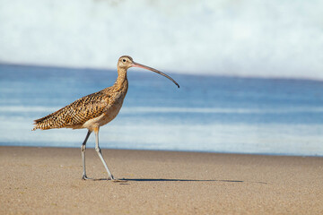 Marbled godwit