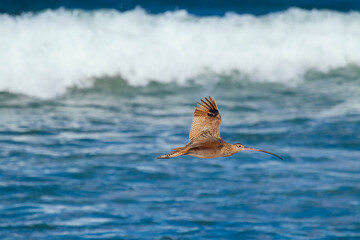 Marbled godwit