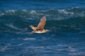 Marbled godwit