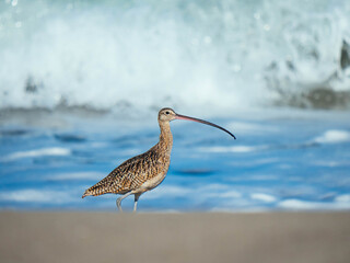Marbled godwit