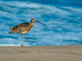 Marbled godwit