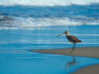 Marbled godwit