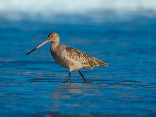 Marbled godwit
