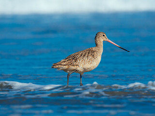 Marbled godwit