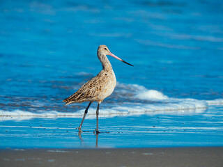 Marbled godwit