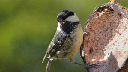 Coal Tit feeding from a Coconut suet shell at bird table