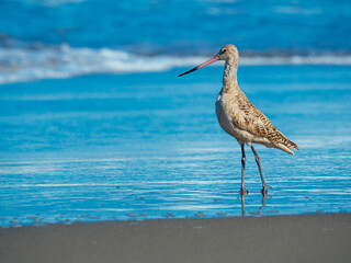 Marbled godwit