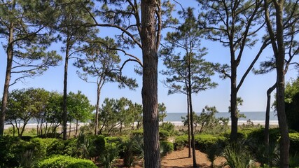 trees sand and ocean