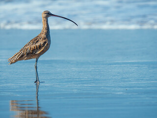 Marbled godwit