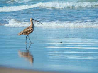 Marbled godwit