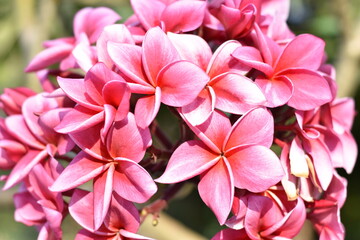 Group of pink flowers (Frangipani,Plumeria) bloom in gardent.