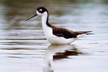 Black-necked stilt