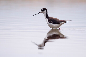 Black-necked stilt