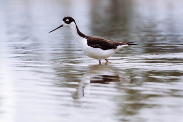 Black-necked stilt