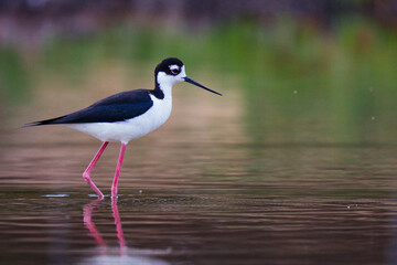 Black-necked stilt