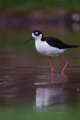 Black-necked stilt