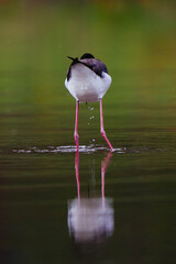 Black-necked stilt