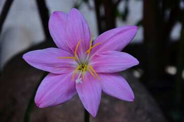 pink and white flower