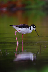Black-necked stilt