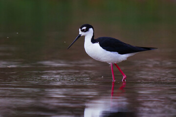 Black-necked stilt