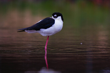 Black-necked stilt