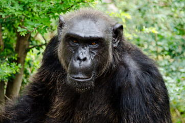 Gorilla in zoo.