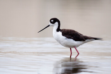 Black-necked stilt