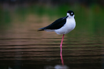 Black-necked stilt