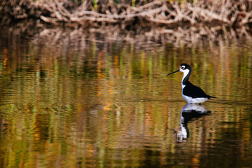Black-necked stilt