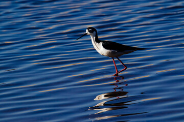 Black-necked stilt