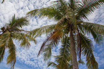 Summer Palm Tree with blue sky background
