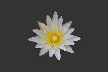 Isolated single lotus flower with clipping paths.