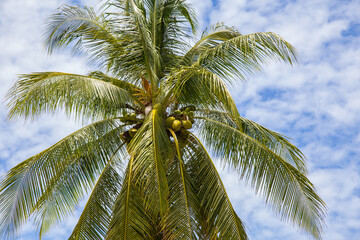 Fototapeta na wymiar Summer Palm Tree with blue sky background