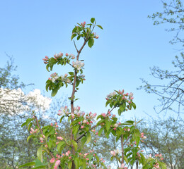 Blossoming apple tree.