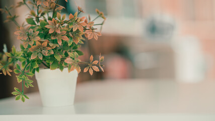 Green plant in pot on white table with blurred background