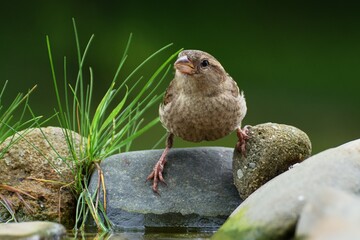  Sparrow on stone with grass at bird's watering hole. Czechia. Europe.