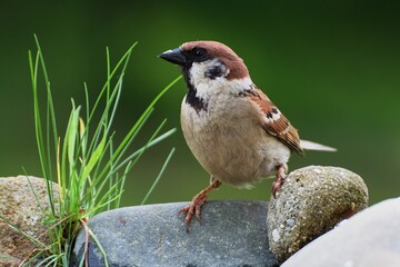 Tree sparrow (Passer montanus) on stone with grass at bird's watering hole. Czechia. Europe.