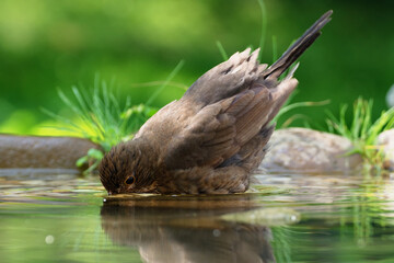 Young blackbird (Turdus merula) bathes in the water of a bird's waterhole. Czechia. Europe.