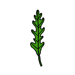 arugula, rucola doodle icon, vector illustration