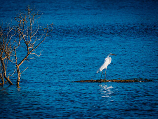 Great Snowy Egret