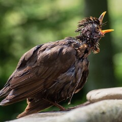 Young blackbird after bathing screams at the intruder.  Czechia. Europe.